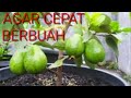 Cara Menanam Jambu Biji Dalam Pot Agar Cepat Berbuah Lebat