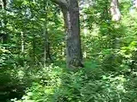 Periodical Cicada noise