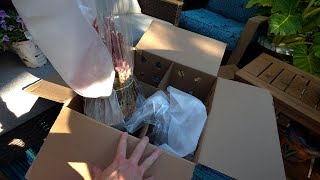 Unboxing New 2026 Proven Winners Plants & Potting a Large Tree