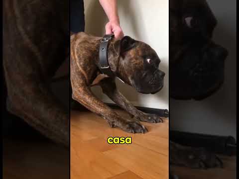 Este cachorro atacou a parede por 4 dias... até que a verdade foi descoberta🐶