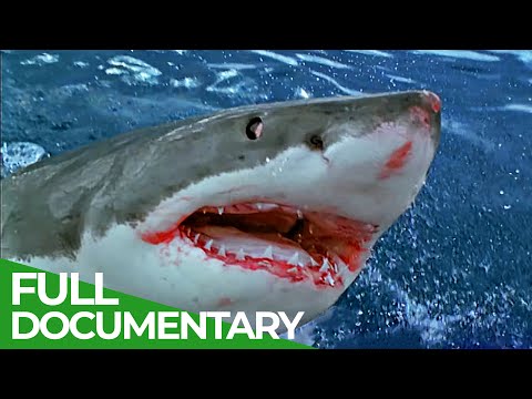 Sharks Attack - When Worst Fears Become Reality | Free Documentary Nature