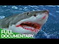 Sharks Attack When Worst Fears Become Reality Free Documentary Nature