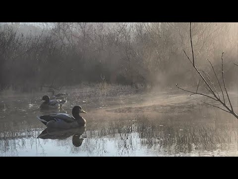 NC Duck Hunting Foggy Mallard Morning