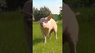 Lebensfreude Pur: Gerettete &quot;Zuchtsau&quot; springt vor Freude