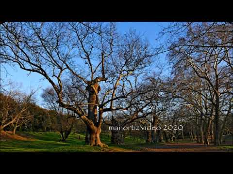 La Valle dei Platani secolari a Villa Borghese, manortiz