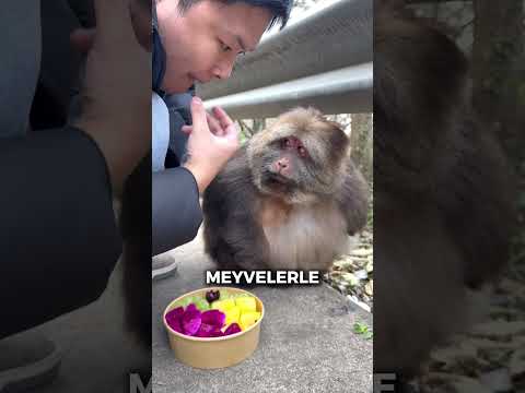 Bu Utangaç Tombul Maymun Çok Acıkmıştı!🚀🤯