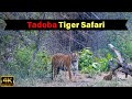 Tadoba Tiger Safari में देखे 7 Tiger Cubs May 2024
