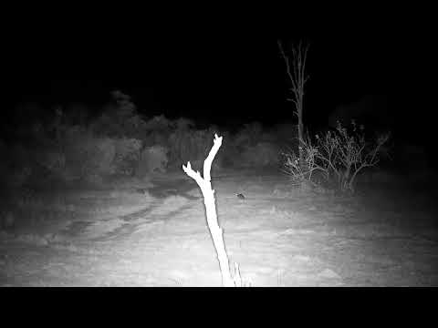 Djuma: Duiker male and female-then a Genet runs by - 02:23 - 07/28/21