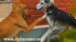 Dogs fighting 