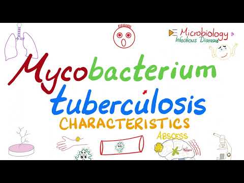 Mycobacterium tuberculosis (TB) - Characteristics - Acid-Fast - Microbiology 🧫 & Infectious Diseases