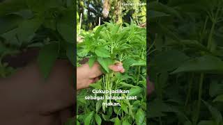Download lagu MANFAAT DAUN KEMANGI 😃 #daun #herbal #kemangi #shorts mp3 Download lagu MANFAAT DAUN KEMANGI 😃 #daun #herbal #kemangi #shorts mp3