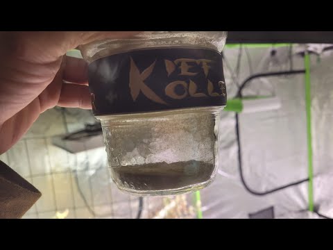 Making Fem Seeds part 3 Collecting Fem Pollen |Mars Hydro TSW2000| Kief Kollector