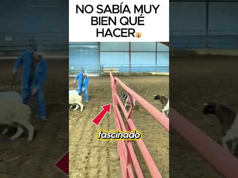 Border Collie aprende a pastorear ovejas