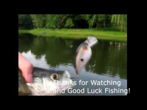 Pond Fishing For Bass, Crappie, Bluegill Using Spinner lures and Crankbaits