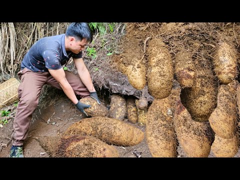 Full video. Trieu Kha searches for rare, giant potatoes to sell at a high price.
