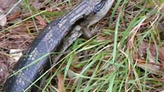 preview picture of video 'Australian Reptile - Blue-tongue Lizard'