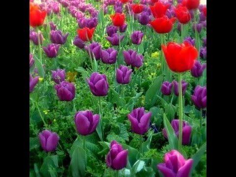 Celaleddin Ada - Çağır Geleyim