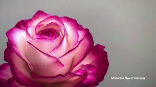 Download lagu Gum paste roses (artist collection-1) mp3 Download lagu Gum paste roses (artist collection-1) mp3