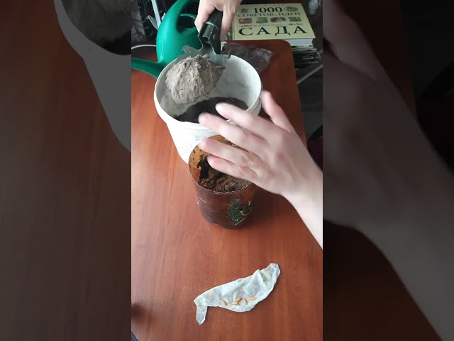 Youtube Video Youtube Video