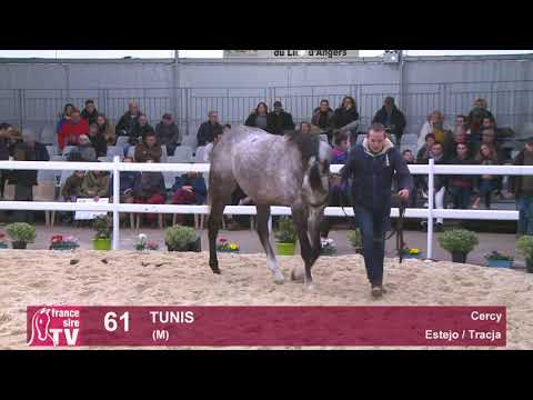61 - Tunis - Estejo / Tracja - Haras de Cercy