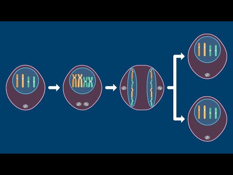 Overview of Interphase