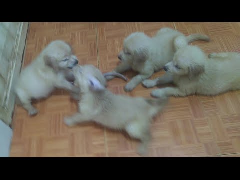 Angry Puppy Growling Doesn't Want To Share Food With Other Puppies