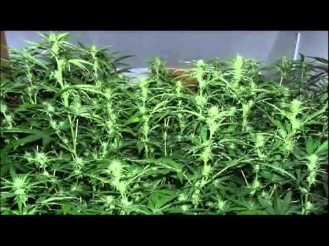 download lagu mp3 mp4 Sol Led Grow Light, download lagu Sol Led Grow Light gratis, unduh video klip Sol Led Grow Light
