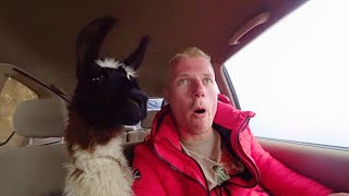 Bolivia's Most Dangerous Road with Kevin The Llama 🇧🇴 - YouTube