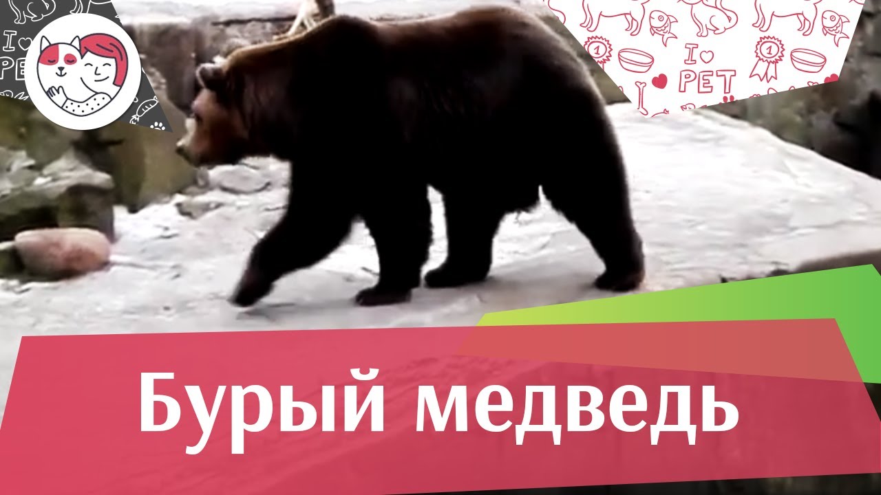 Бурый медведь Рацион на ilikepet