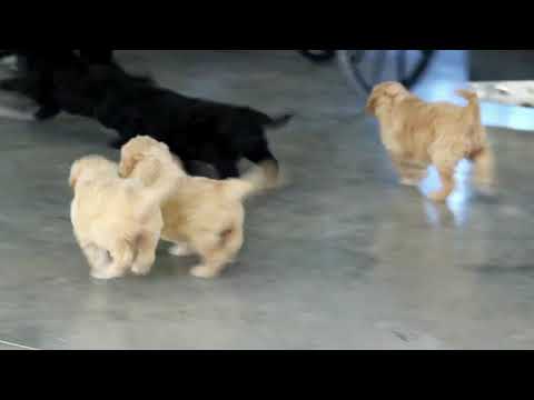 Standard Goldendoodle Puppies For Sale Lavina Smucker