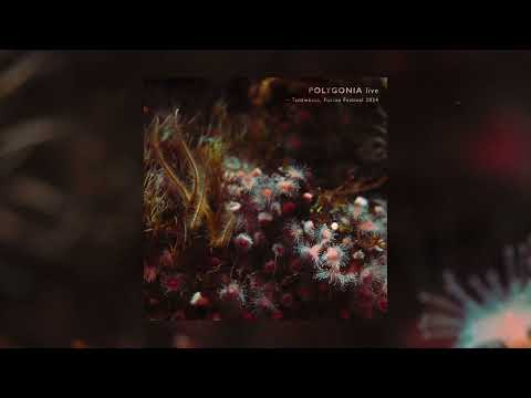 Polygonia 𝘭𝘪𝘷𝘦 | Tanzwüste @ Fusion 2024