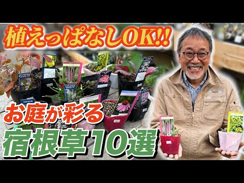 冬の美しい庭を作る、凍らない屋外植物10選  庭園