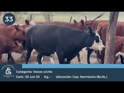 Lote VC C/ Cría - Capitán Sarmiento Bs As