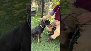 Video preview image #1 Rhodesian Ridgeback Puppy For Sale in Pasadena, CA, USA