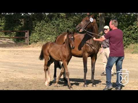 Hengstfohlen von Connor - Caretino - Mytens