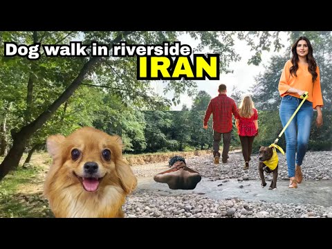 4K Virtual Hike Near River through the Forest with my puppy : Dog walk in riverside in Iran