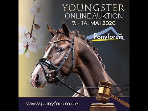 DUNKIN´ DONUT 3j. Falbhengst v. Darubi Gold - Voyager