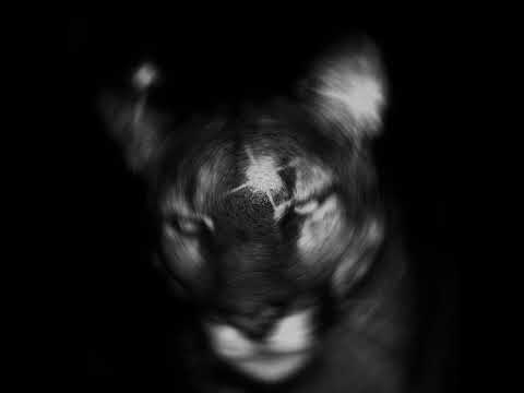 DAMAGE - STEAL MY HEART (SLOWED - OFFICIAL AUDIO)