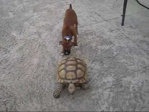 Teknős vs boxer