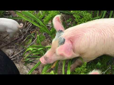 Aggressive Caribbean pigs