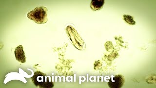 An Infectious Worm Infiltrates A Woman's Stomach | Monsters Inside Me | Animal Planet