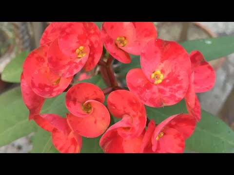 Flowers of my garden #katamukut #ephorbia