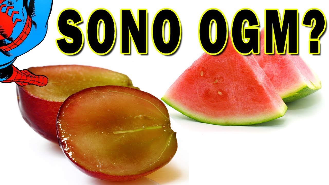Watch Now Uva senza semi, grano irradiato e altri NON OGM Uva senza semi, grano irradiato e altri NON OGM