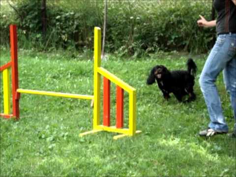 Archie agility training