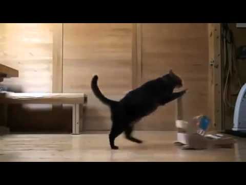 Funny Cats Don't die by laughing  17