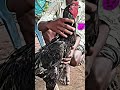 SANDA KOLE