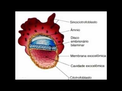 Elements of Human Embryology - Second week of development.mp4