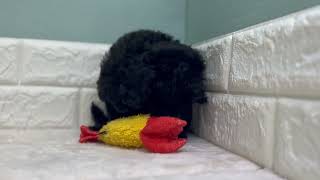 トイプードルの動画01