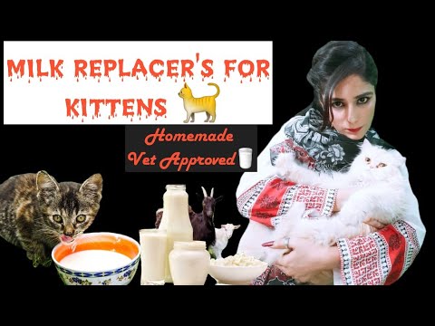 How to make homemade kitten milk / Homemade Kitten Milk Replacer/ How to Safely Bottle Feed a Kitten