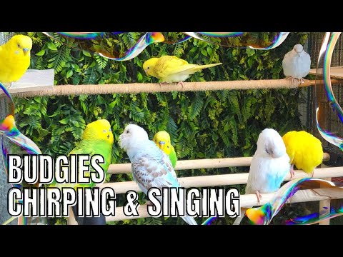 BUDGIES CHIRPING AND SINGING #birdsounds #budgies #parakeet #chirping #sing #sound #cute #pets #yt